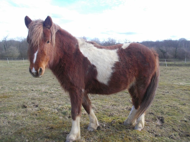 INDIANA - ONC poney typée shetland née en 2000 - adoptée en juillet 2013 Lzwlez10