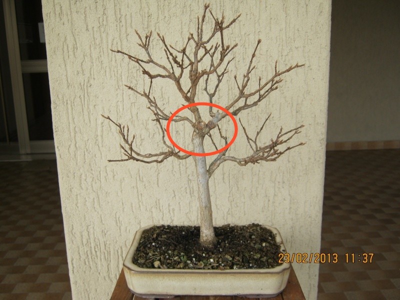 Tempo di tridenti 0041110