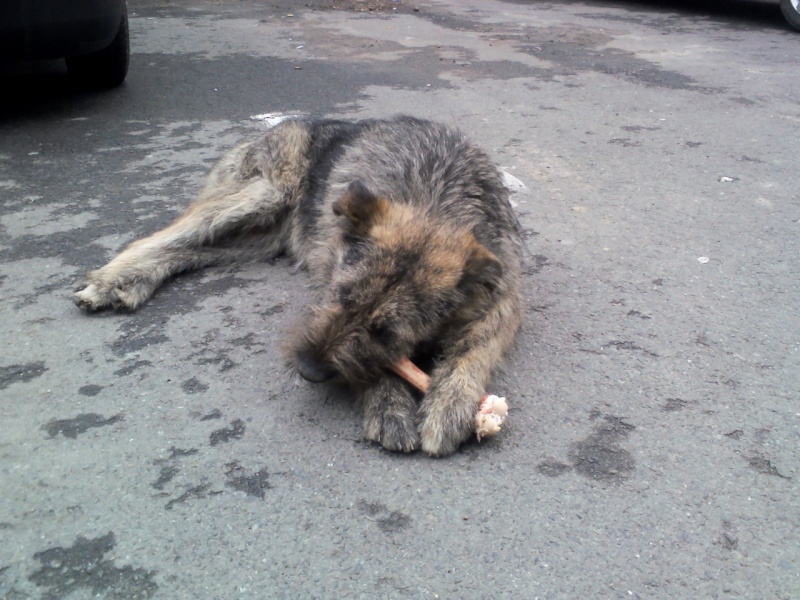 Mustatza, chienne croisée griffon, née en mars 2012, dans la rue ... Img39110