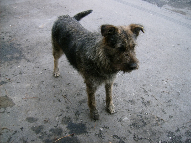Mustatza, chienne croisée griffon, née en mars 2012, dans la rue ... Img_1814