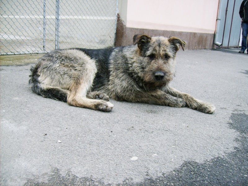 Mustatza, chienne croisée griffon, née en mars 2012, dans la rue ... Img_1816