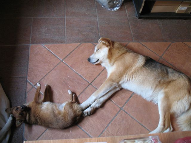 Foxy, petite puce née en juillet 2012, 4 kgs, petite taille Pictur13