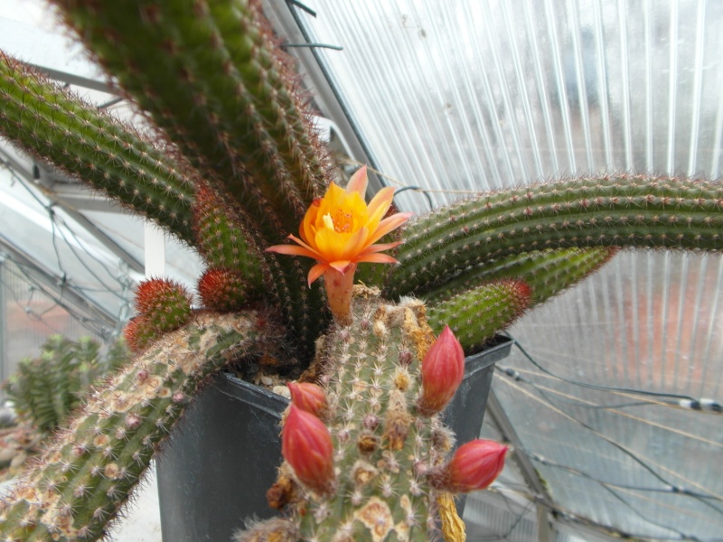 Cacti and Sukkulent in Köln, every day new flowers in the greenhouse Part 41 Bild1006