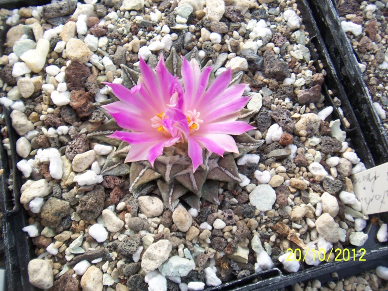 Cacti and Sukkulent in Köln, every day new flowers in the greenhouse Part 41 Bild1019