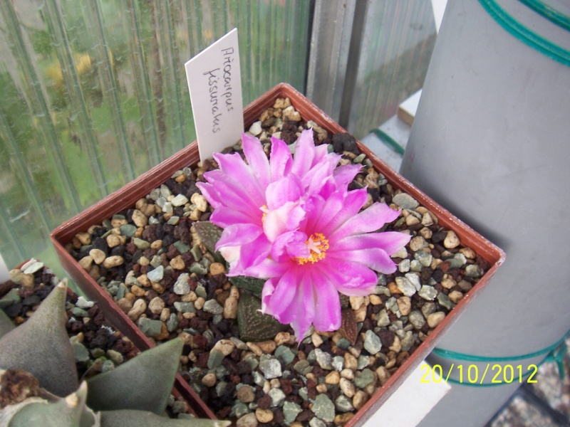 Cacti and Sukkulent in Köln, every day new flowers in the greenhouse Part 41 Bild1022