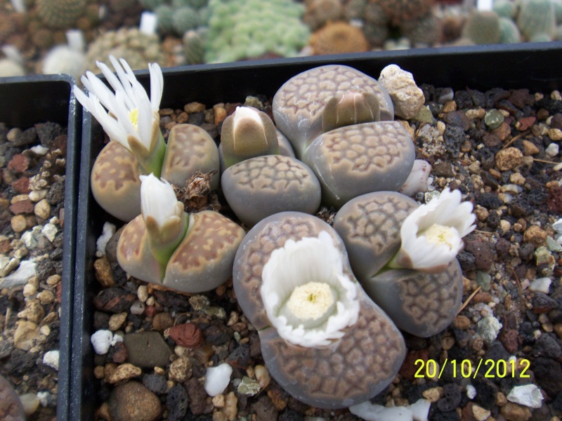 Cacti and Sukkulent in Köln, every day new flowers in the greenhouse Part 41 Bild1028