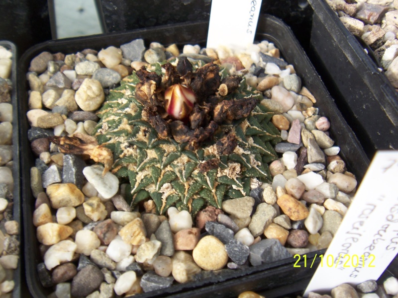 Cacti and Sukkulent in Köln, every day new flowers in the greenhouse Part 41 Bild1035