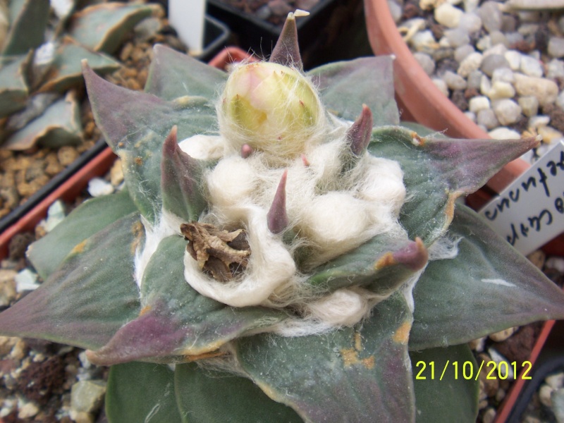 Cacti and Sukkulent in Köln, every day new flowers in the greenhouse Part 41 Bild1037