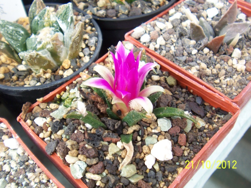 Cacti and Sukkulent in Köln, every day new flowers in the greenhouse Part 41 Bild1038