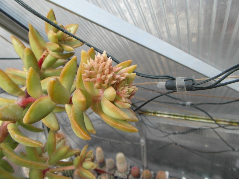 Cacti and Sukkulent in Köln, every day new flowers in the greenhouse Part 42 Bild1101