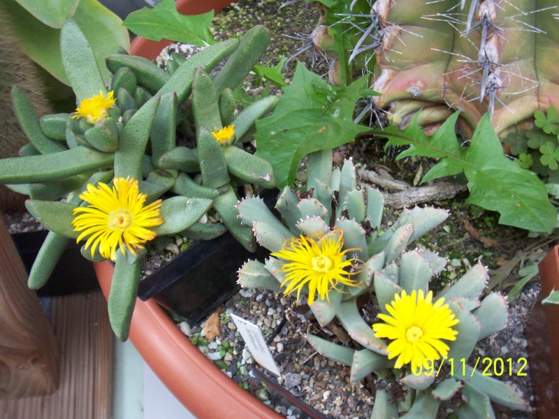 Cacti and Sukkulent in Köln, every day new flowers in the greenhouse Part 42 Bild1106