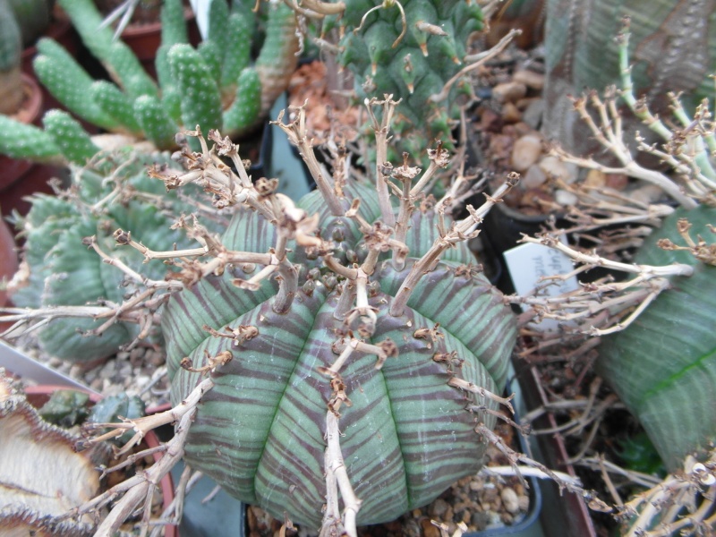 Cacti and Sukkulent in Köln, every day new flowers in the greenhouse Part 42 Bild1140