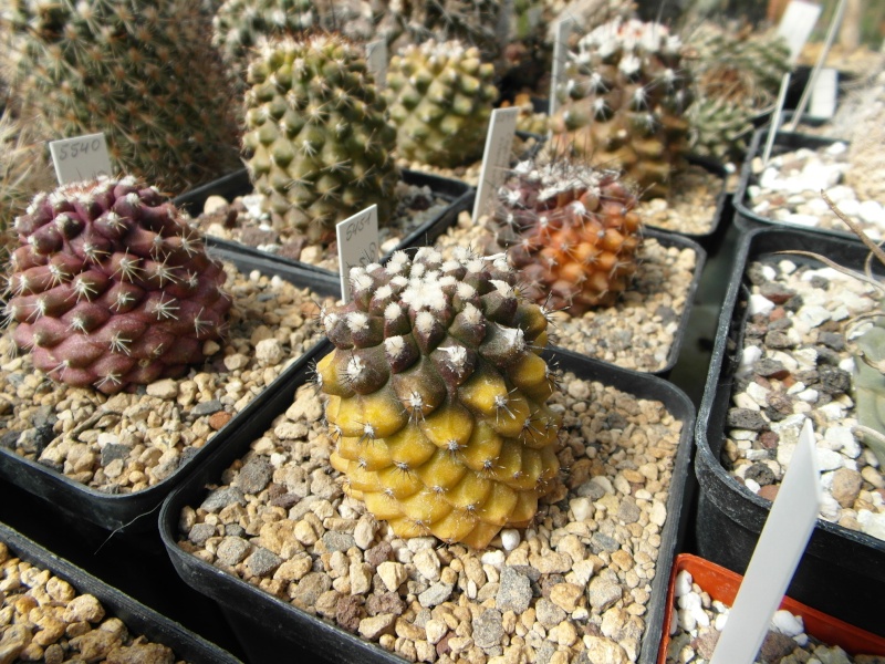 Cacti and Sukkulent in Köln, every day new flowers in the greenhouse Part 42 Bild1142