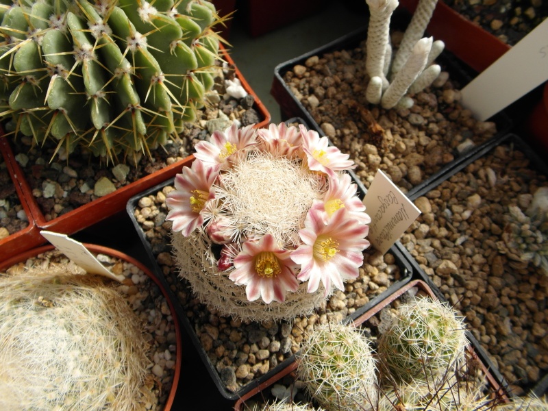 Cacti and Sukkulent in Köln, every day new flowers in the greenhouse Part 42 Bild1179