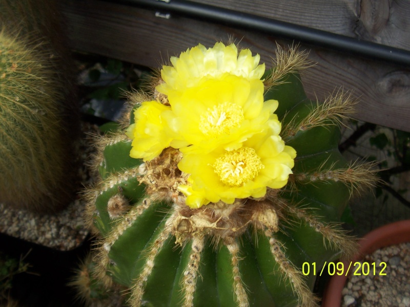 Cacti and Sukkulent in Köln, every day new flowers in the greenhouse Part 32 Bild_102