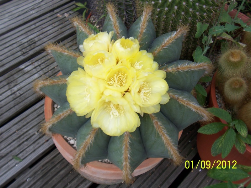 Cacti and Sukkulent in Köln, every day new flowers in the greenhouse Part 32 Bild_103