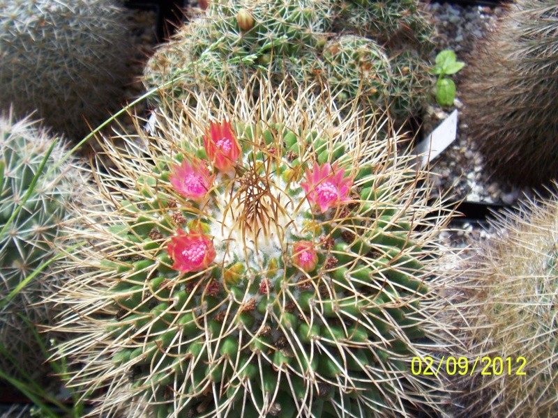 Cacti and Sukkulent in Köln, every day new flowers in the greenhouse Part 32 Bild_144