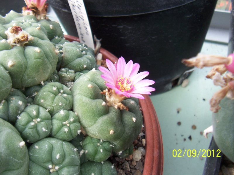 Cacti and Sukkulent in Köln, every day new flowers in the greenhouse Part 33 Bild_185