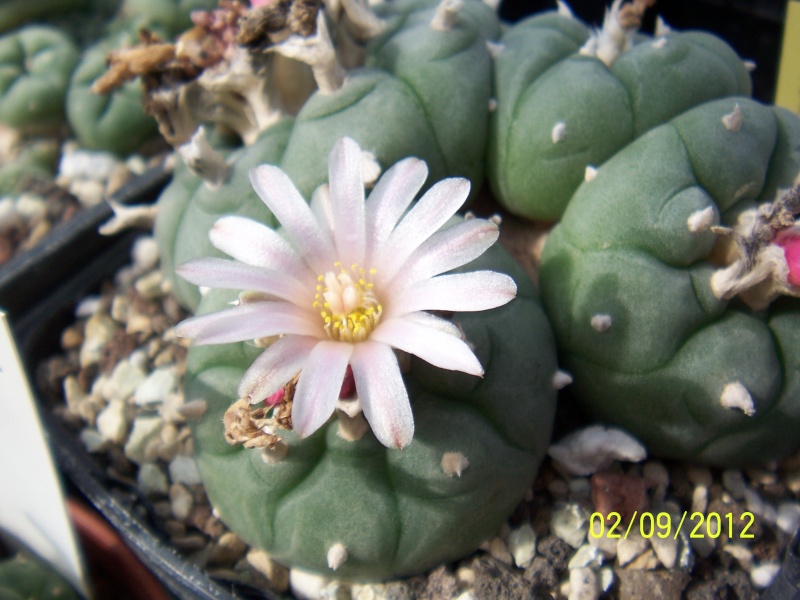 Cacti and Sukkulent in Köln, every day new flowers in the greenhouse Part 33 Bild_188