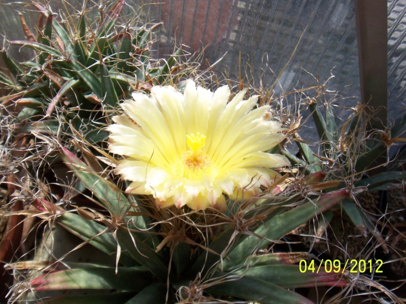 Cacti and Sukkulent in Köln, every day new flowers in the greenhouse Part 33 Bild_210