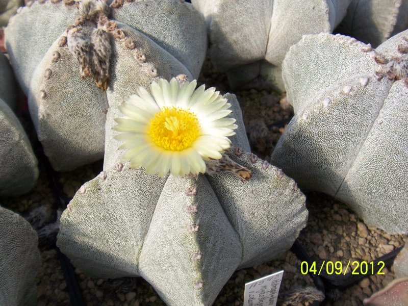 Cacti and Sukkulent in Köln, every day new flowers in the greenhouse Part 33 Bild_225