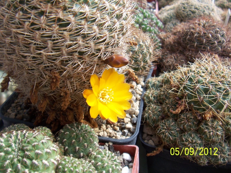 Cacti and Sukkulent in Köln, every day new flowers in the greenhouse Part 33 Bild_249