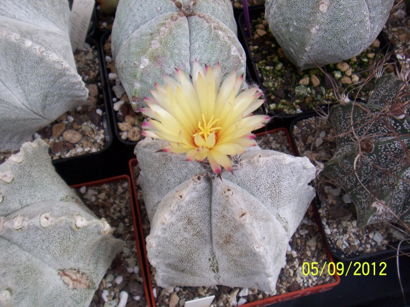 Cacti and Sukkulent in Köln, every day new flowers in the greenhouse Part 33 Bild_253