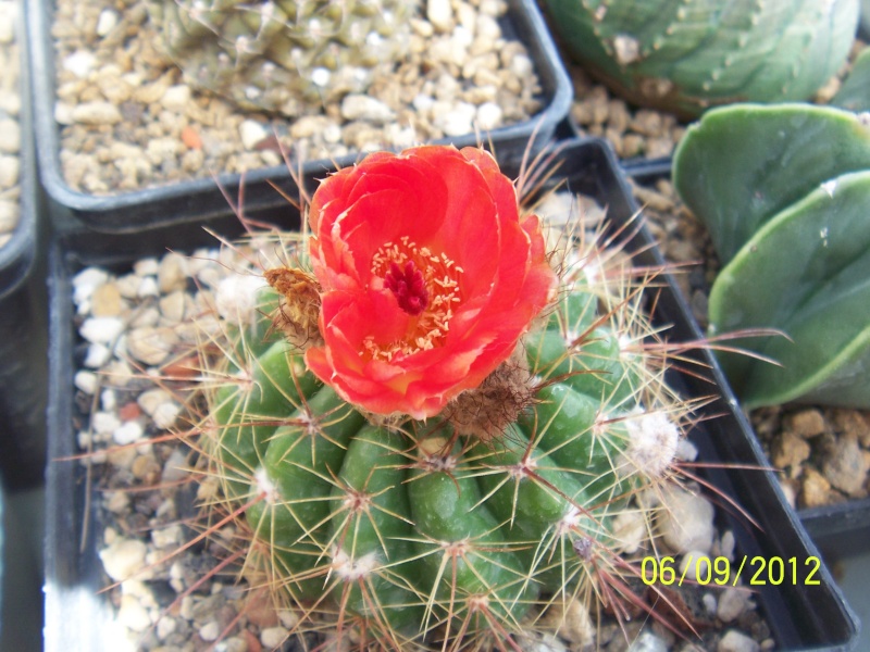 Cacti and Sukkulent in Köln, every day new flowers in the greenhouse Part 33 Bild_256