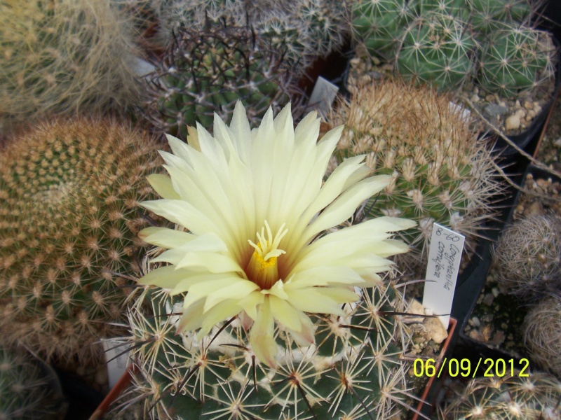 Cacti and Sukkulent in Köln, every day new flowers in the greenhouse Part 33 Bild_258