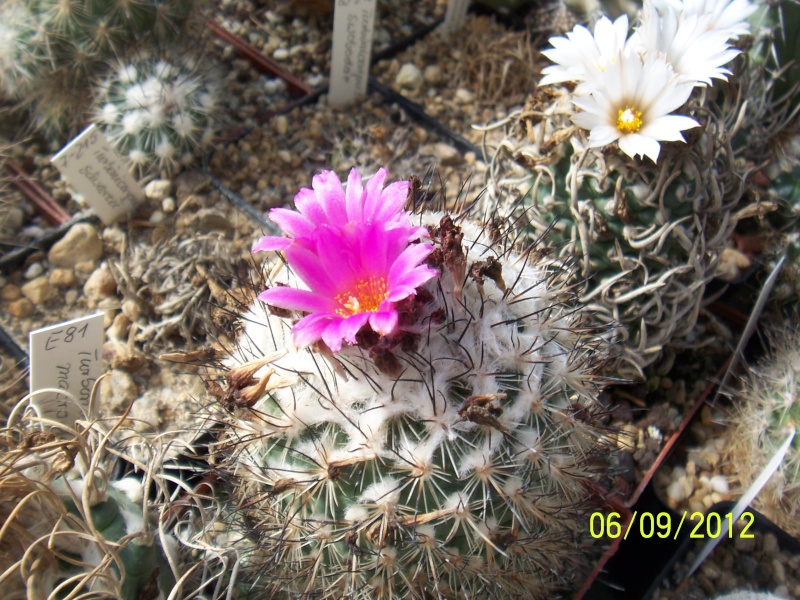 Cacti and Sukkulent in Köln, every day new flowers in the greenhouse Part 33 Bild_265