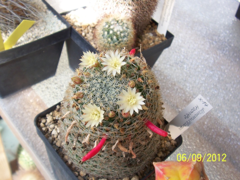Cacti and Sukkulent in Köln, every day new flowers in the greenhouse Part 34 Bild_283