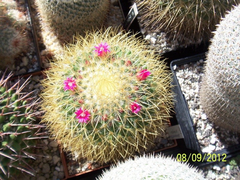 Cacti and Sukkulent in Köln, every day new flowers in the greenhouse Part 34 Bild_352