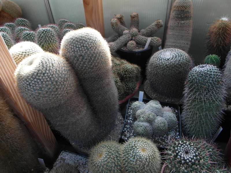 Cacti and Sukkulent in Köln, every day new flowers in the greenhouse Part 35 Bild_380