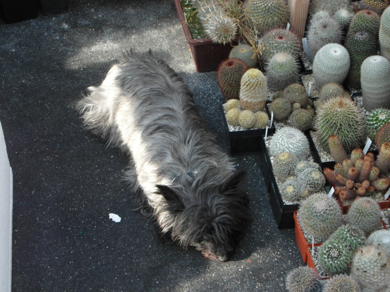 Cacti and Sukkulent in Köln, every day new flowers in the greenhouse Part 35 Bild_385