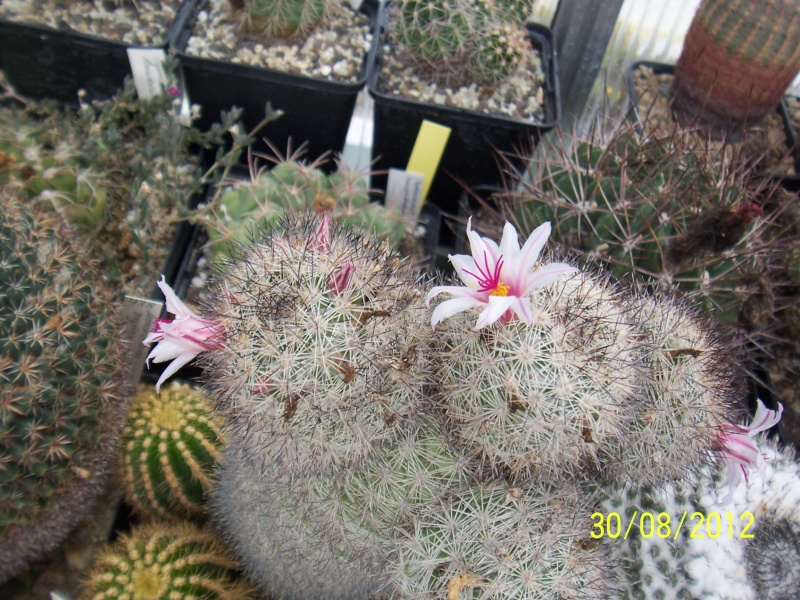 Cacti and Sukkulent in Köln, every day new flowers in the greenhouse Part 31 Bild_426