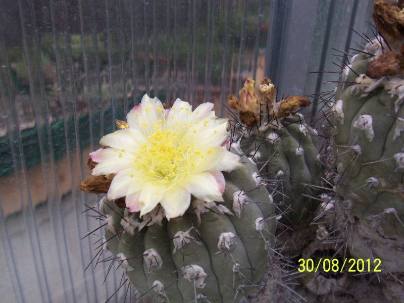 Cacti and Sukkulent in Köln, every day new flowers in the greenhouse Part 31 Bild_429