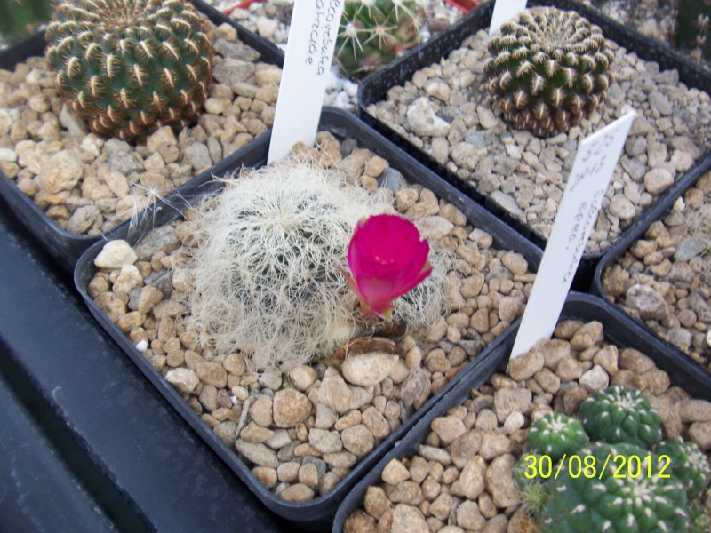 Cacti and Sukkulent in Köln, every day new flowers in the greenhouse Part 31 Bild_430