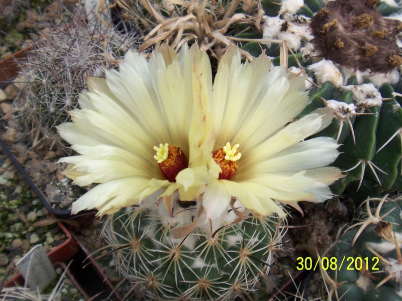 Cacti and Sukkulent in Köln, every day new flowers in the greenhouse Part 31 Bild_450