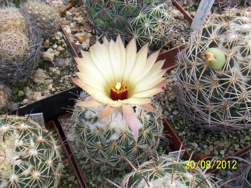 Cacti and Sukkulent in Köln, every day new flowers in the greenhouse Part 31 Bild_451