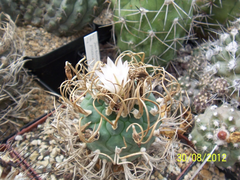 Cacti and Sukkulent in Köln, every day new flowers in the greenhouse Part 31 Bild_457