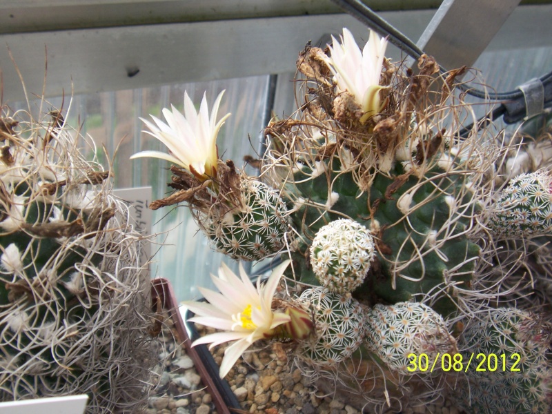 Cacti and Sukkulent in Köln, every day new flowers in the greenhouse Part 31 Bild_458