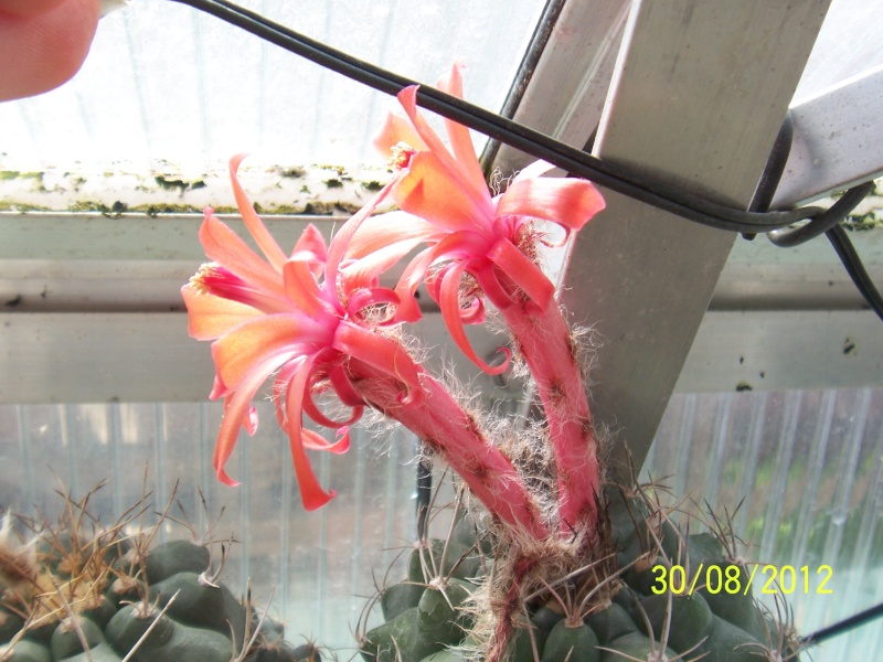 Cacti and Sukkulent in Köln, every day new flowers in the greenhouse Part 31 Bild_463