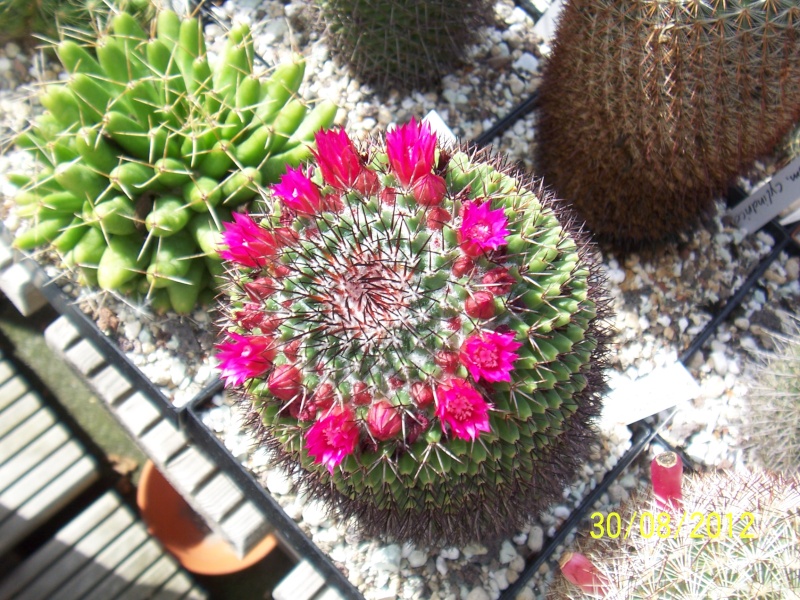 Cacti and Sukkulent in Köln, every day new flowers in the greenhouse Part 32 Bild_467