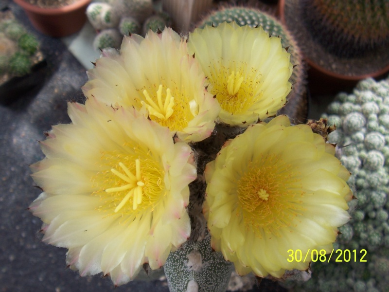 Cacti and Sukkulent in Köln, every day new flowers in the greenhouse Part 32 Bild_480