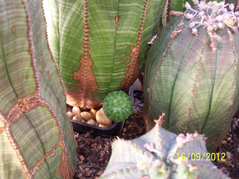 Cacti and Sukkulent in Köln, every day new flowers in the greenhouse Part 35 Bild_526