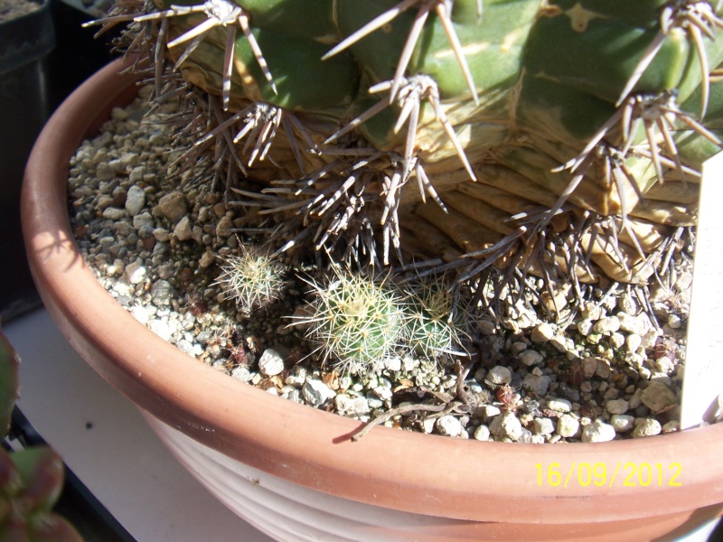 Cacti and Sukkulent in Köln, every day new flowers in the greenhouse Part 35 Bild_530