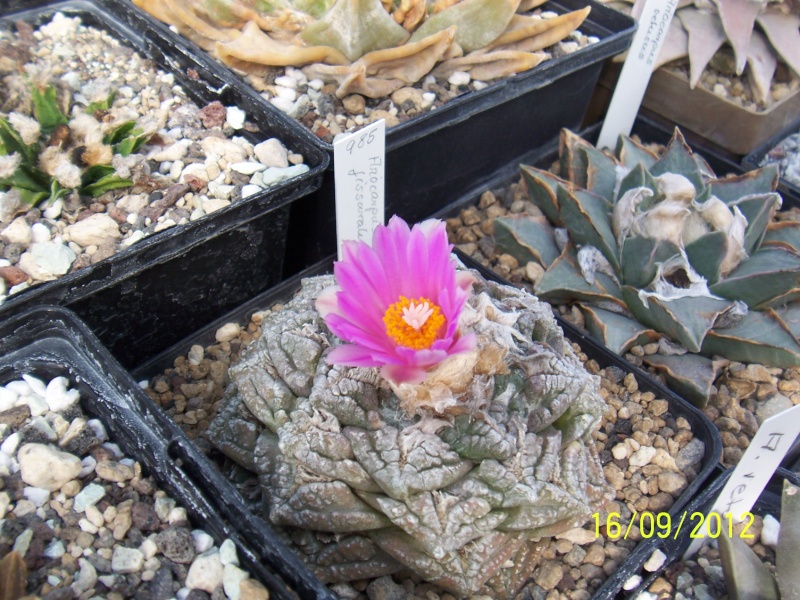 Cacti and Sukkulent in Köln, every day new flowers in the greenhouse Part 36 Bild_557