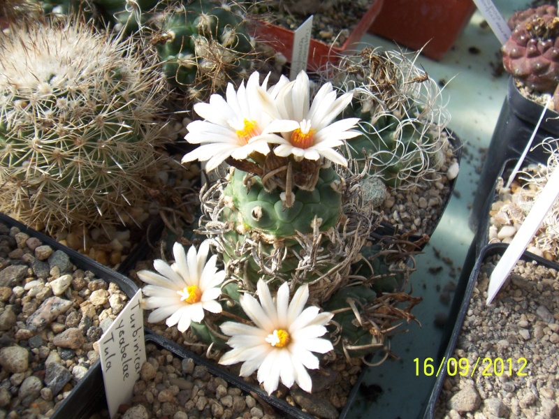 Cacti and Sukkulent in Köln, every day new flowers in the greenhouse Part 36 Bild_560