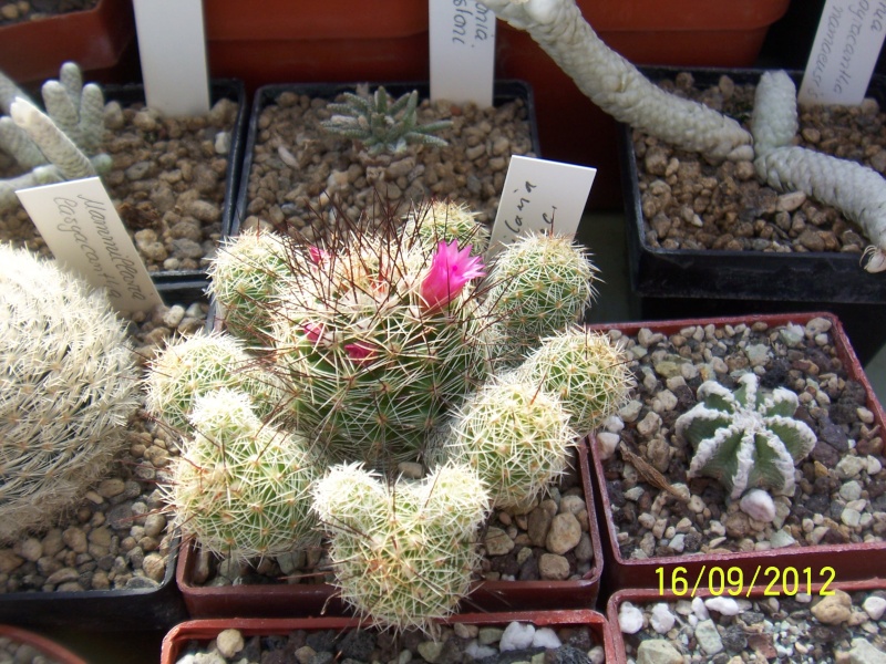 Cacti and Sukkulent in Köln, every day new flowers in the greenhouse Part 36 Bild_561