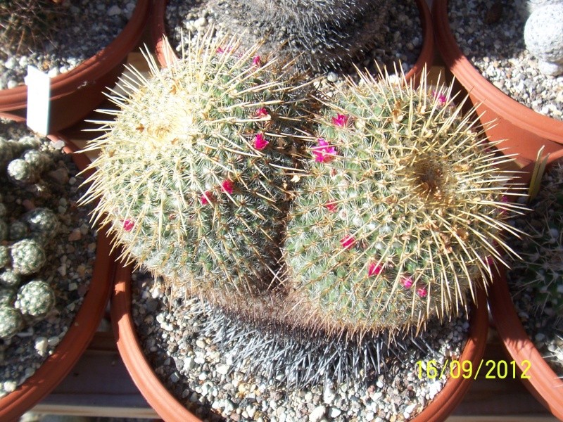Cacti and Sukkulent in Köln, every day new flowers in the greenhouse Part 36 Bild_563